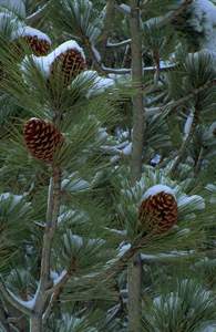 Photo of Fir Tree Branches